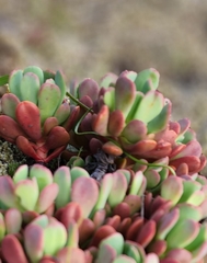 Sedum oregonense