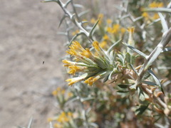 Tetradymia nuttallii