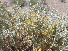 Tetradymia nuttallii