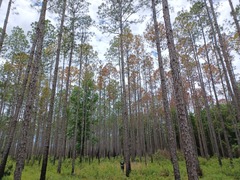 Dendroctonus frontalis