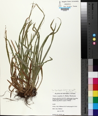 Carex laxiculmis copulata