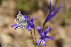 Muschampia tessellum nomas