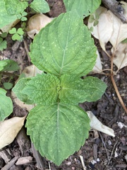 Perilla
