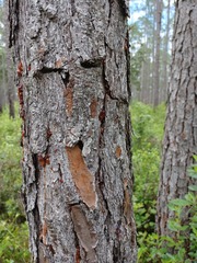Dendroctonus frontalis