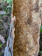 Dendroctonus frontalis