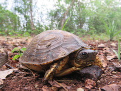 Furrowed Wood Turtle photo 2