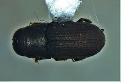 Dendroctonus frontalis