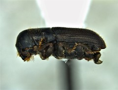 Dendroctonus frontalis