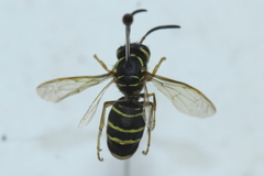 Vespula flaviceps