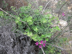 Pelargonium echinatum
