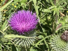 Cirsium vulgare
