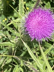 Cirsium vulgare