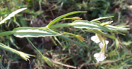 Mimulus gracilis image