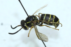 Vespula flaviceps