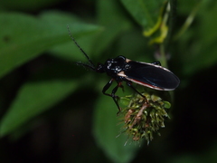 Ectrychotes andreae