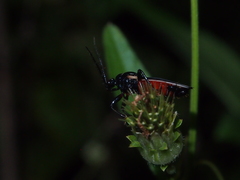 Ectrychotes andreae