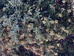 Metrosideros excelsa