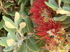 Metrosideros excelsa