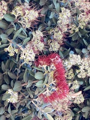 Metrosideros excelsa