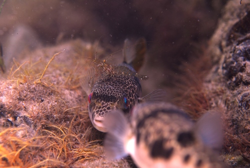 Smooth Toadfish, Haycock Point, Carrickalinga SA 5204, Australia, photo 6 of 10