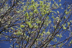 Torminalis glaberrima