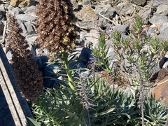 Echium candicans
