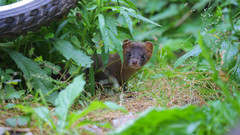 Mustela sibirica