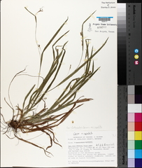 Carex laxiculmis copulata