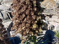 Echium candicans