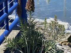 Echium candicans