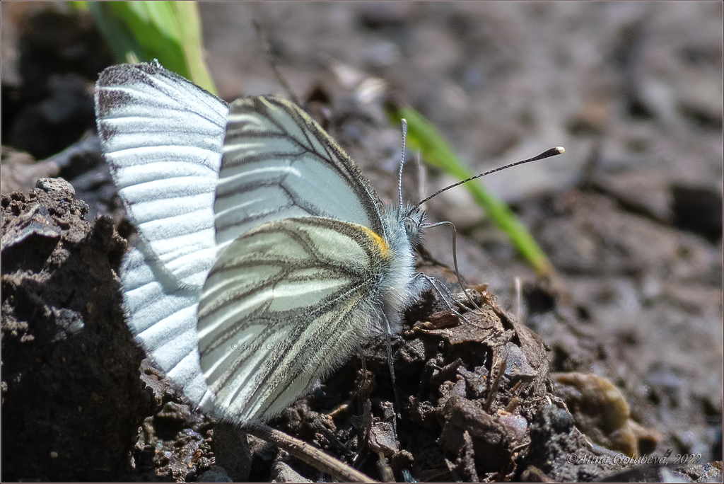 Pieris dulcinea