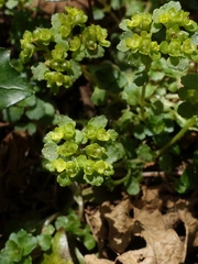 Chrysosplenium oppositifolium