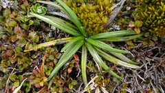 Celmisia major brevis