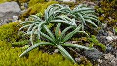 Celmisia major brevis