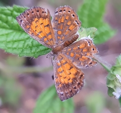 Parvospila lucianus