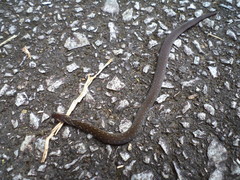 Macrocalamus chanardi