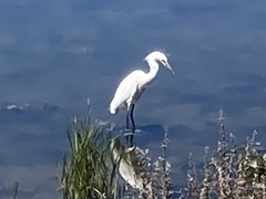 Egretta thula