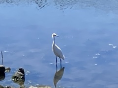 Egretta thula