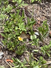 Anartia jatrophae