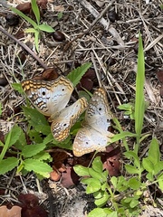 Anartia jatrophae