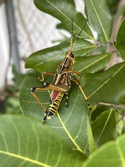Romalea microptera