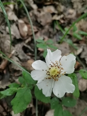 Rosa arvensis