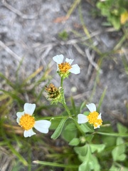 Bidens alba
