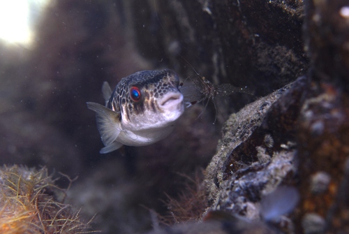 Smooth toadfish (Tetractenos glaber) — Tetraodontidae — 5