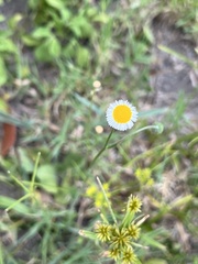 Erigeron quercifolius