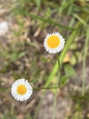 Erigeron quercifolius