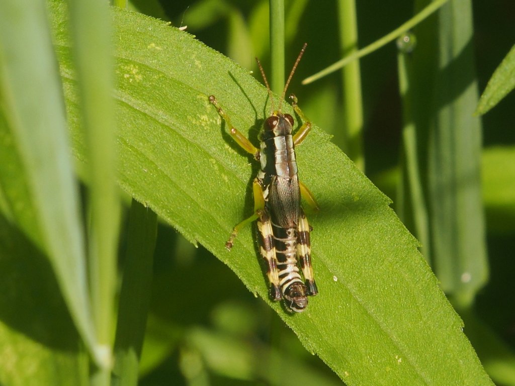 Hebard's Green-legged Grasshopper