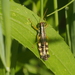 Hebard's Green-legged Grasshopper - Photo (c) Ken Potter, some rights reserved (CC BY-NC), uploaded by Ken Potter