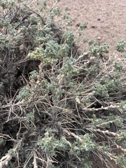 Artemisia spinescens