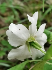 Rosa arvensis